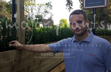 Major Plants Ltd - Before after - London - UK - Image 47