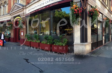 Major Plants Ltd - Before after - London - UK - Image 55
