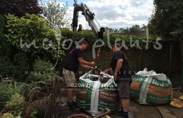 Major Plants Ltd - Before after - London - UK - Image 56