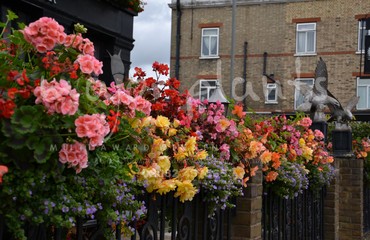 Major Plants Ltd - Hanging Basket Services - London - UK - Image 1