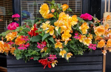 Major Plants Ltd - Hanging Basket Services - London - UK - Image 45