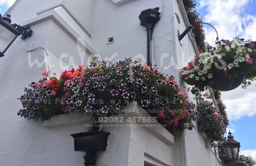 Major Plants Ltd - Hanging Basket Services - London - UK - Image 60
