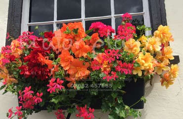 Major Plants Ltd - Hanging Basket Services - London - UK - Image 61