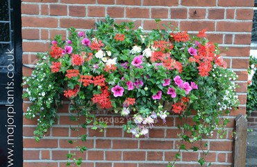 Major Plants Ltd - Hanging Basket Services - London - UK - Image 84