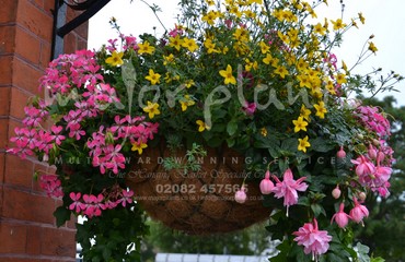 Major Plants Ltd - Hanging Basket Services - London - UK - Image 104
