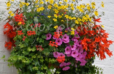 Major Plants Ltd - Hanging Basket Services - London - UK - Image 108