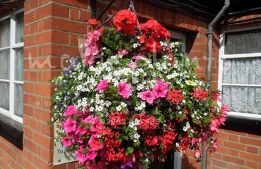 Major Plants Ltd - Hanging Basket Services - London - UK - Image 148