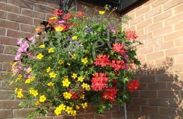 Major Plants Ltd - Hanging Basket Services - London - UK - Image 150