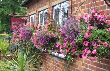 Major Plants Ltd - Hanging Basket Services - London - UK - Image 167