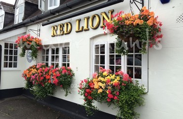 Major Plants Ltd - Hanging Basket Services - London - UK - Image 178
