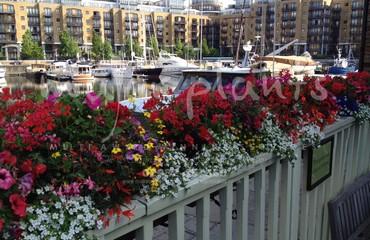 Major Plants Ltd - Hanging Basket Services - London - UK - Image 187
