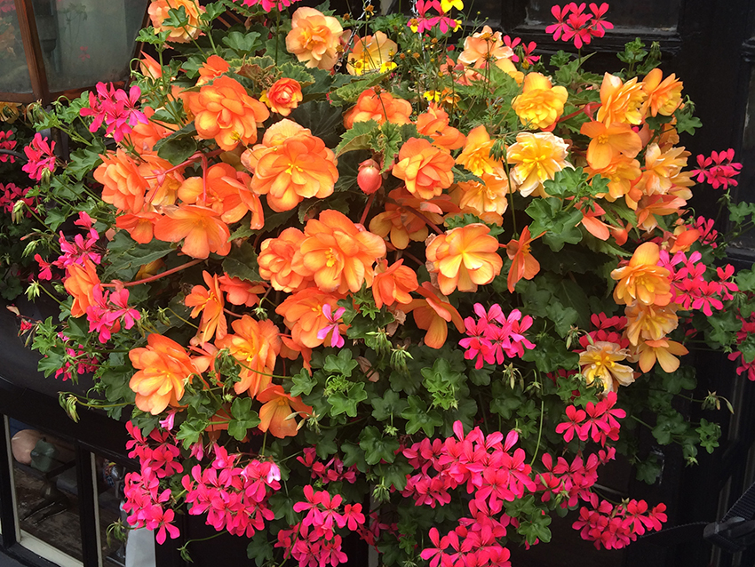 Hanging Basket Maintenance London UK
